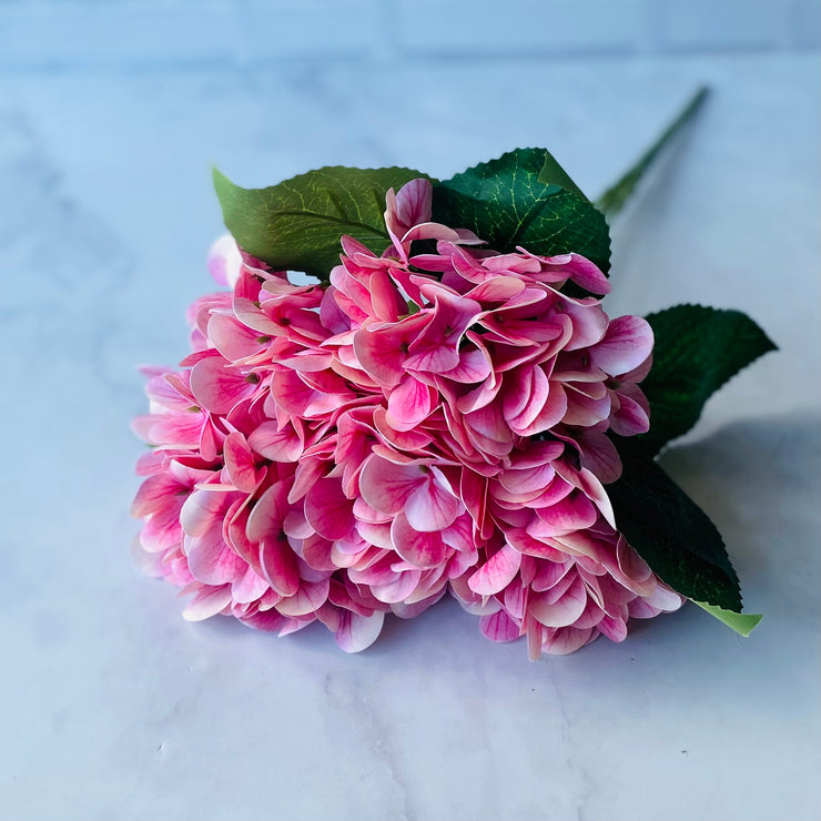 Hortensia Rosa