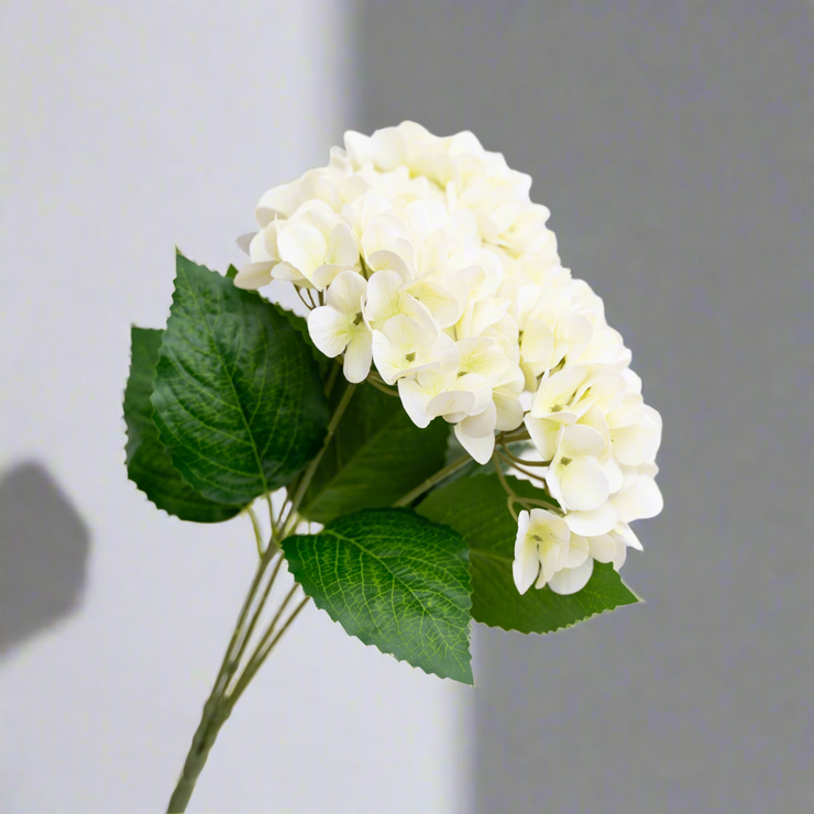 Hortensia Blanca con Destellos Amarillos