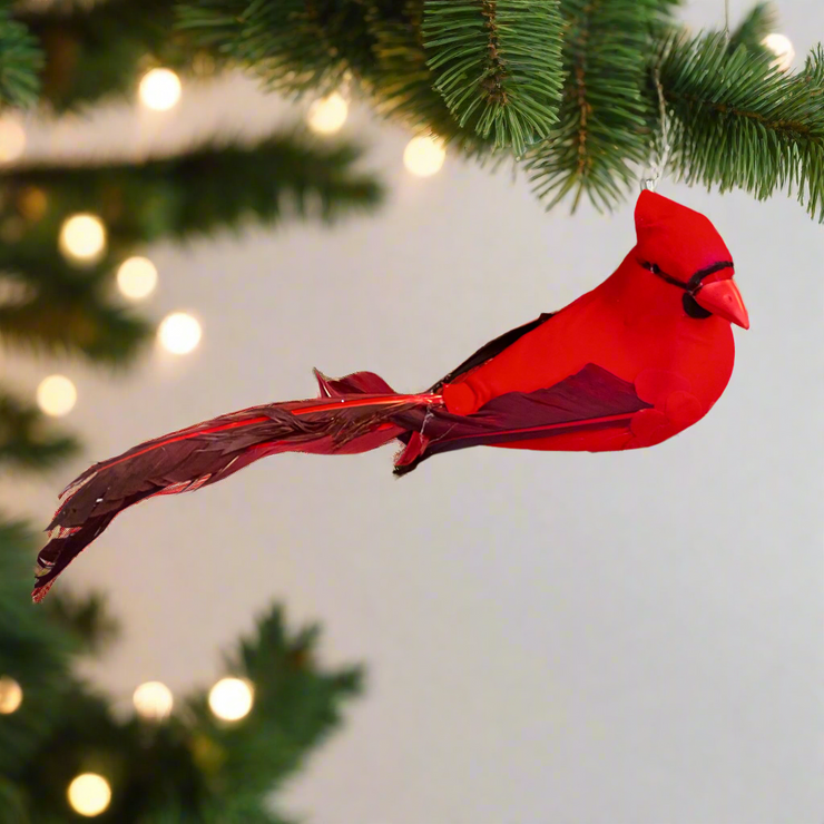 Cardenal Rojo Cola Larga