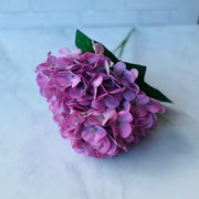 Hortensia Lila