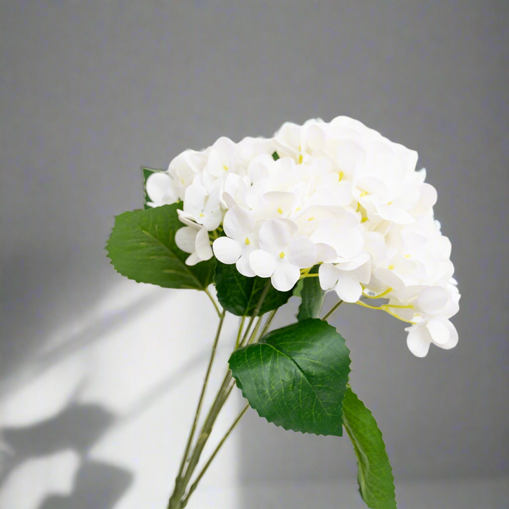 Hortensia Blanca