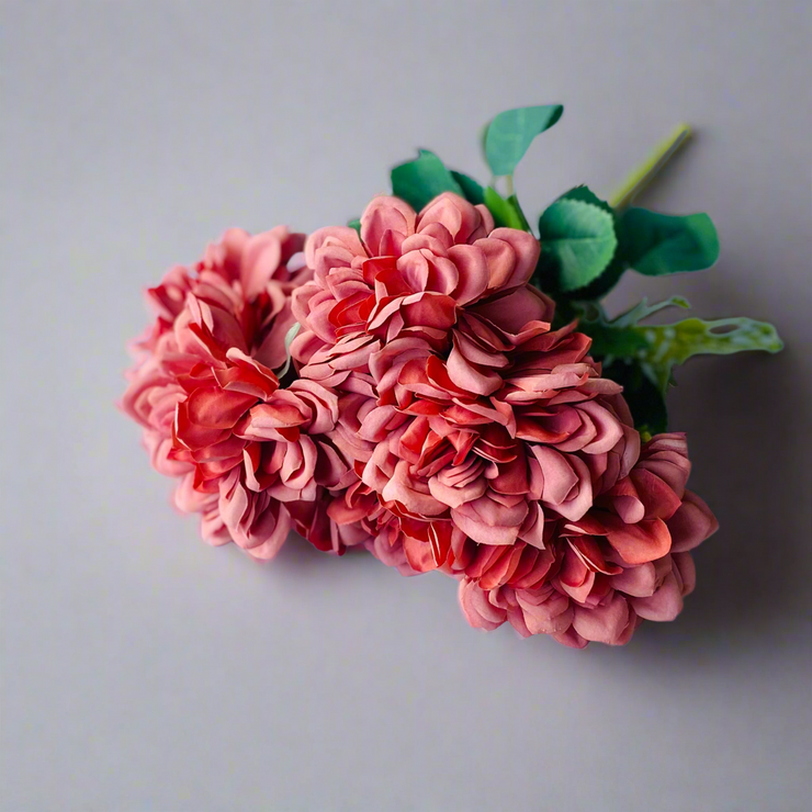 Dahlia Rosa Salmon