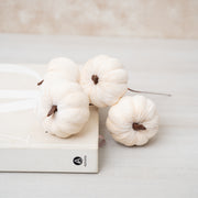 Rama de Calabaza