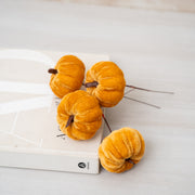 Rama de Calabaza