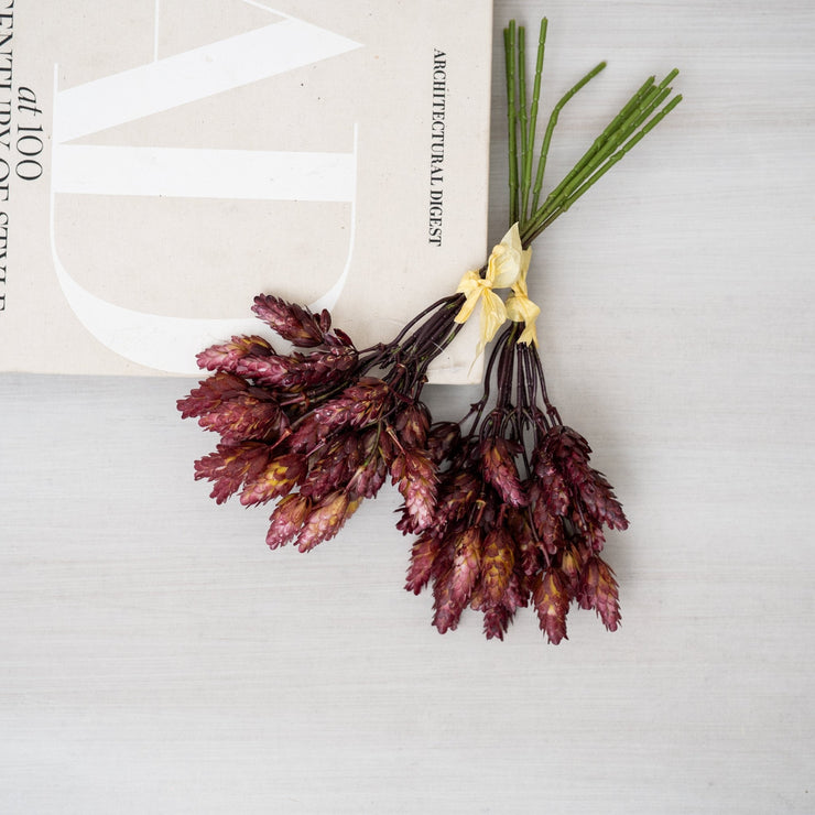 Amaranto Borgoña - ambientihonduras