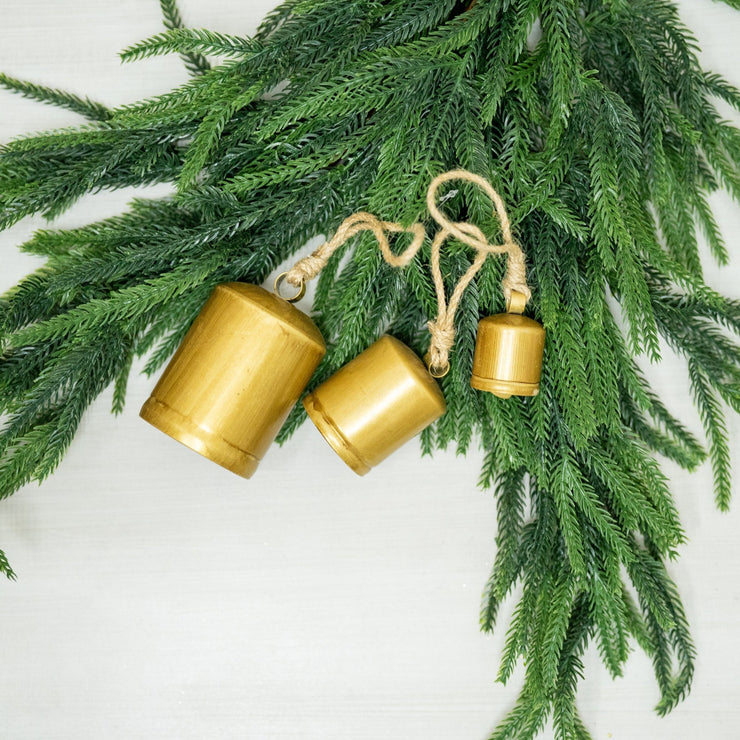 Campana Dorada Lisa - ambientihonduras