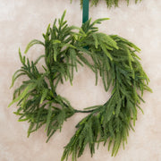 Corona Estilo Norfolk - ambientihonduras