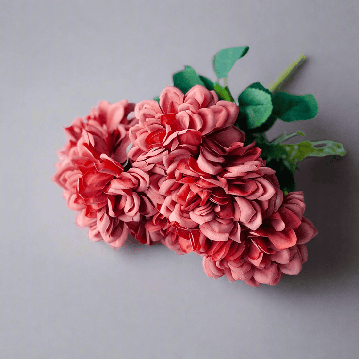 Dahlia Rosa Salmon - ambientihonduras