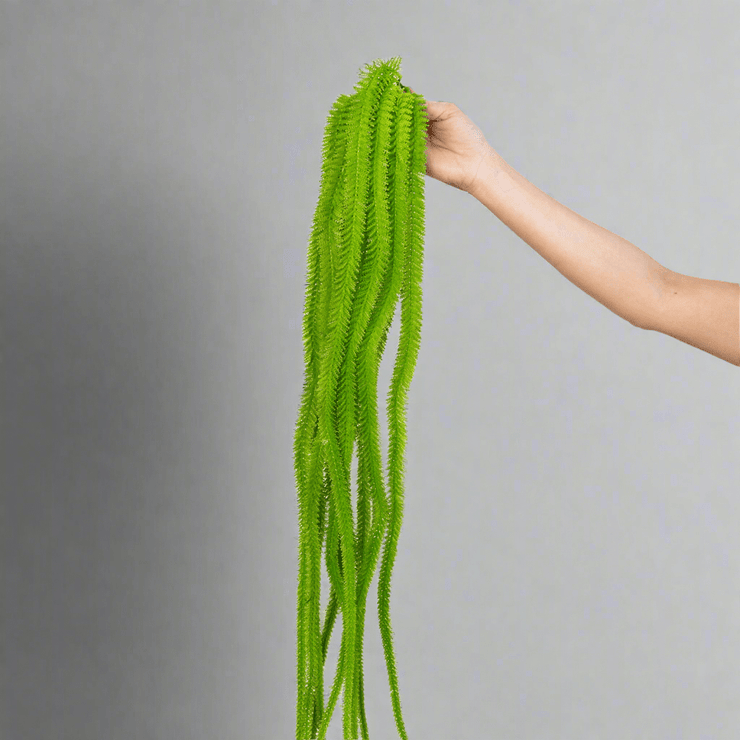 Follaje con caida grueso - ambientihonduras