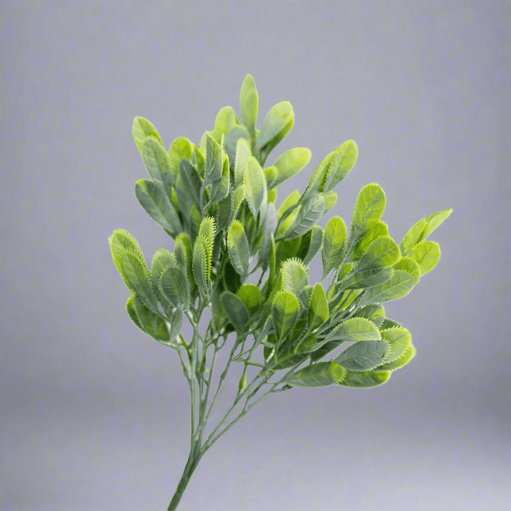 Follaje de Hoja Verde ceniza - ambientihonduras