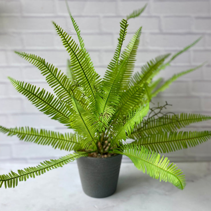 Helecho base gris oscura - ambientihonduras