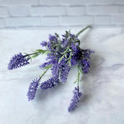 Lavanda - ambientihonduras