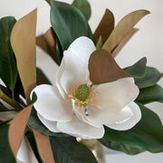 Magnolias - ambientihonduras