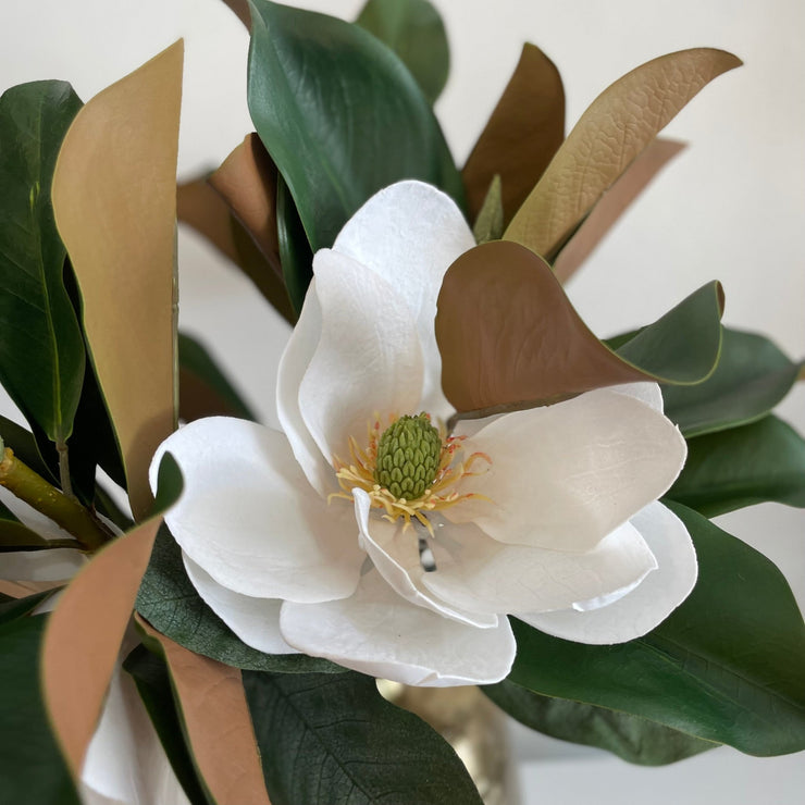 Magnolias - ambientihonduras