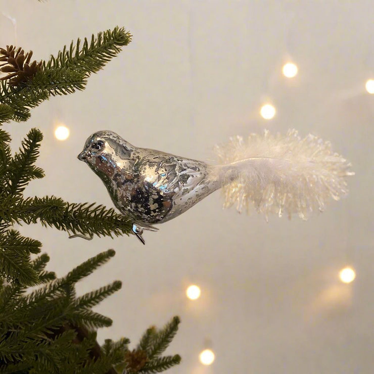 Pajaro Plateado Cola Blanca - ambientihonduras