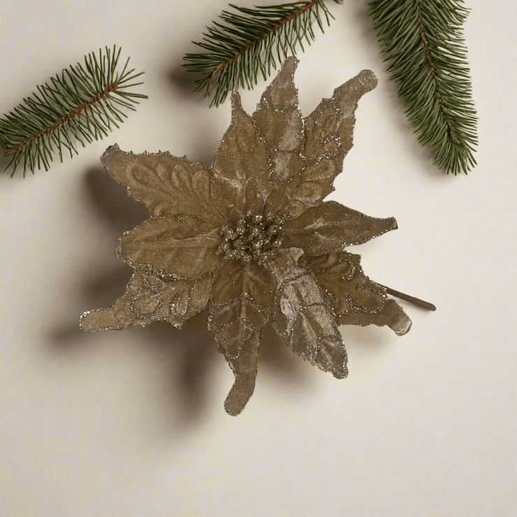 Pascua Café - ambientihonduras