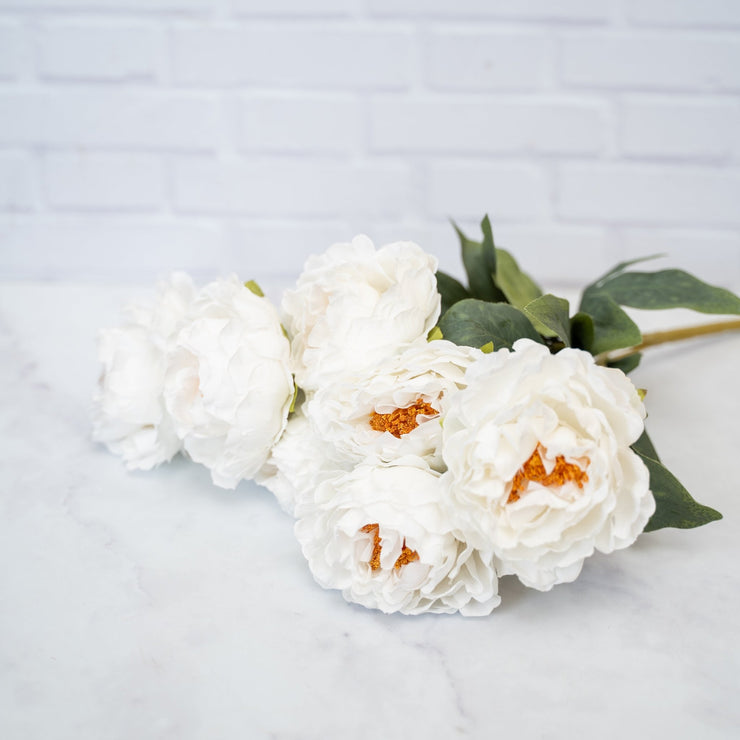 Peonia Blanca Grande - ambientihonduras