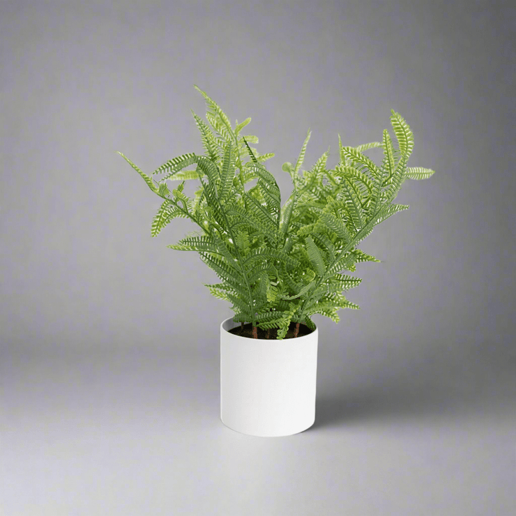 Planta de Helecho - ambientihonduras