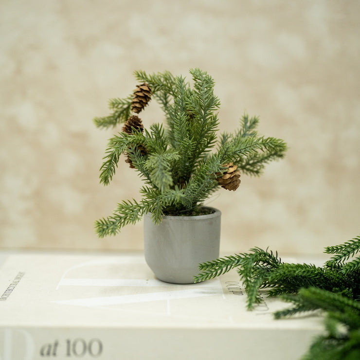 Planta de Pino base de Cemento - ambientihonduras