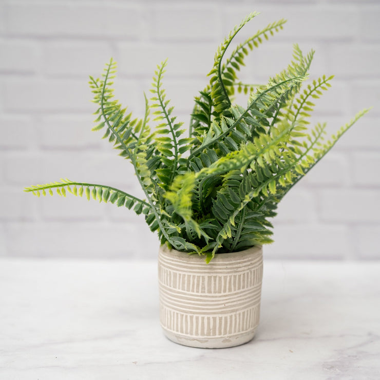 Planta Helecho Cenizo - ambientihonduras