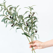 Rama de Olivo - ambientihonduras