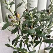 Rama de Olivo - ambientihonduras