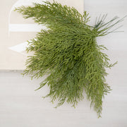 Ramas Ciprés Largo - ambientihonduras